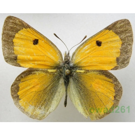 Colias fieldii Menetries, 1855 male China1